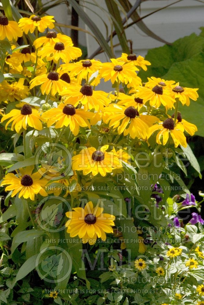 Rudbeckia Tiger Eyes Gold (Black-eyed Susan) 3