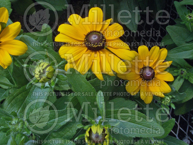 Rudbeckia Toto Gold (Black-eyed Susan) 1 