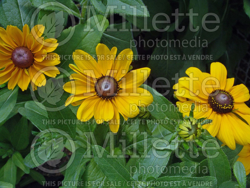 Rudbeckia Toto Gold (Black-eyed Susan) 2 