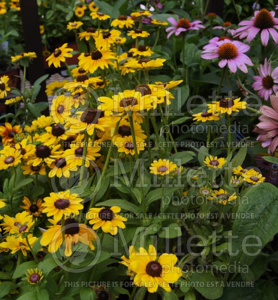 Rudbeckia Toto Lemon (Black-eyed Susan) 1 