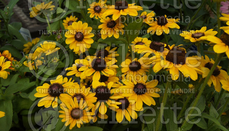 Rudbeckia Toto Lemon (Black-eyed Susan) 2 