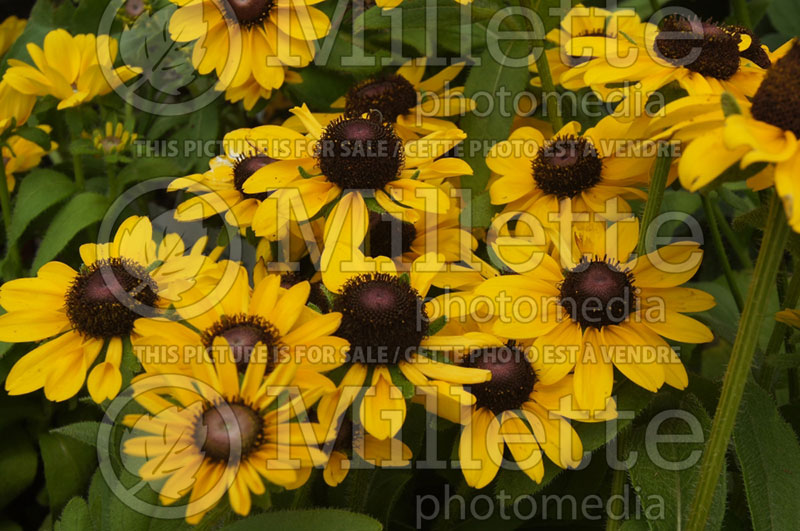 Rudbeckia Toto Lemon (Black-eyed Susan) 3 