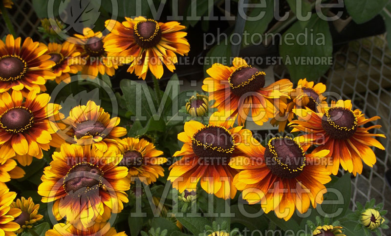 Rudbeckia Toto Rustic (Black-eyed Susan) 1 