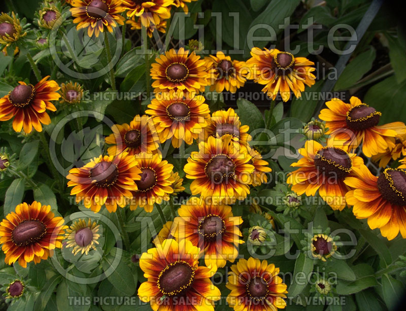 Rudbeckia Toto Rustic (Black-eyed Susan) 2 