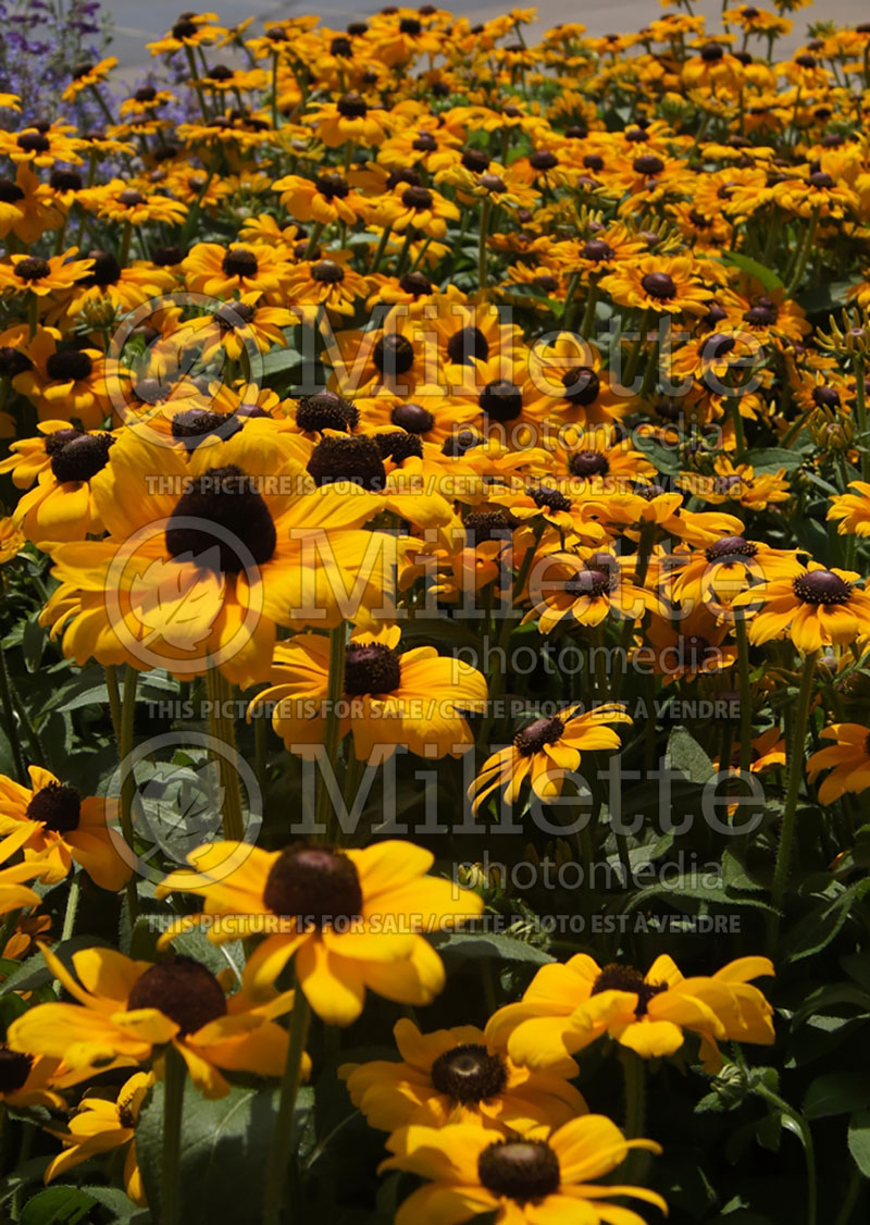 Rudbeckia Toto (Black-eyed Susan) 1 