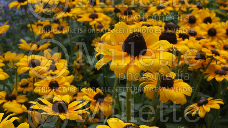 Rudbeckia Toto (Black-eyed Susan) 2 