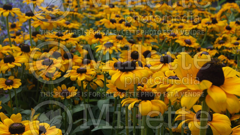 Rudbeckia Toto (Black-eyed Susan) 4 