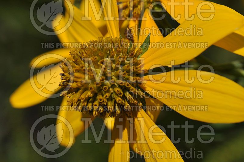 Rudbeckia laciniata (Black-eyed Susan)  2