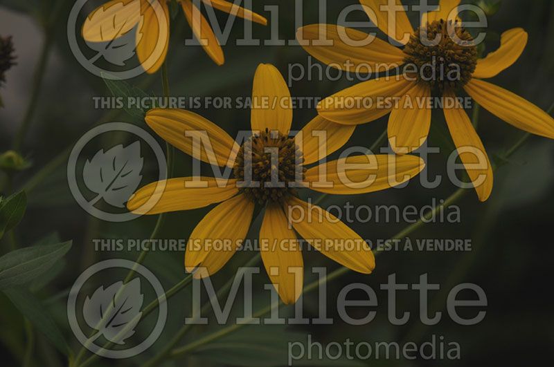 Rudbeckia laciniata (Black-eyed Susan)  1