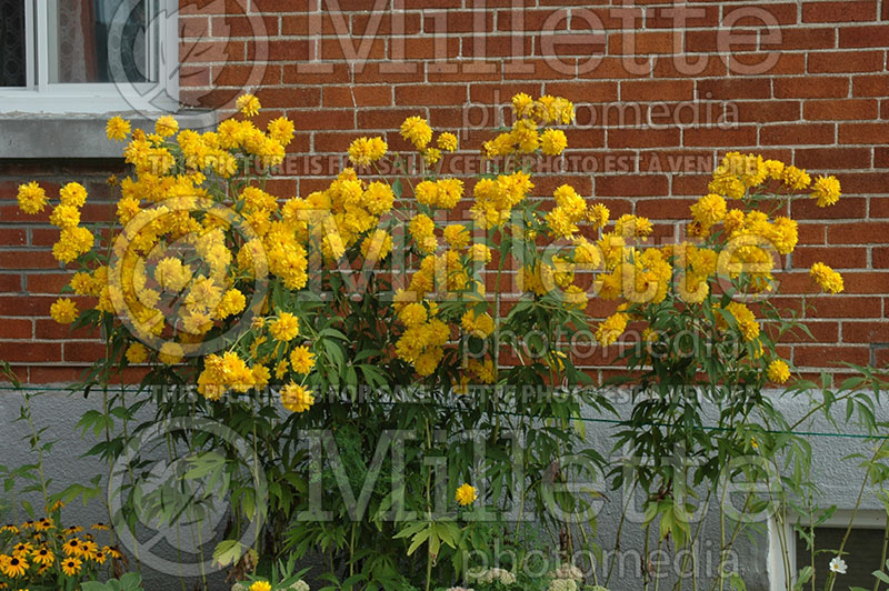 Rudbeckia Goldquelle (Black-eyed Susan) 1 