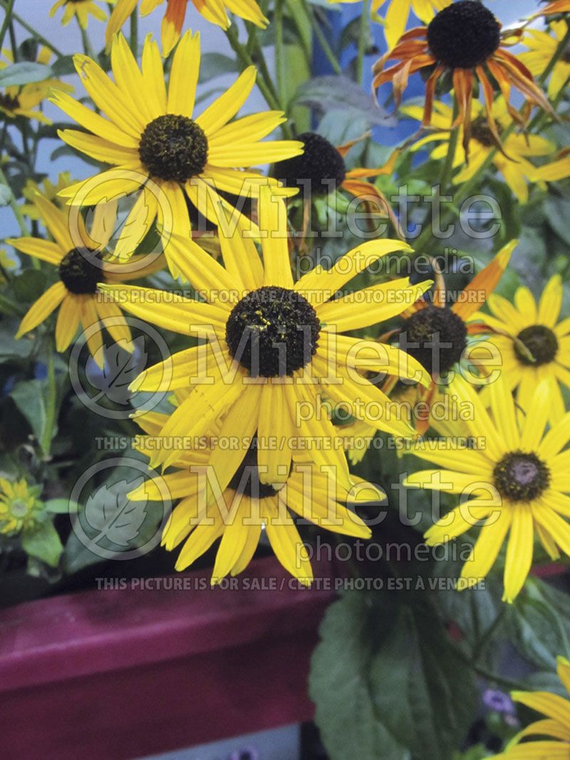 Rudbeckia Little Goldstar (Black-eyed Susan)  1