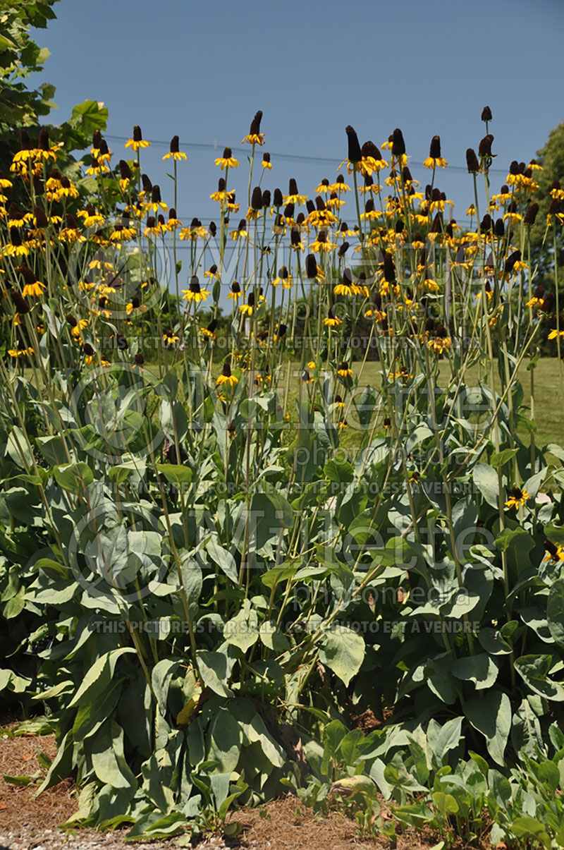 Rudbeckia Dumbo Ears (Black-eyed Susan) 1 