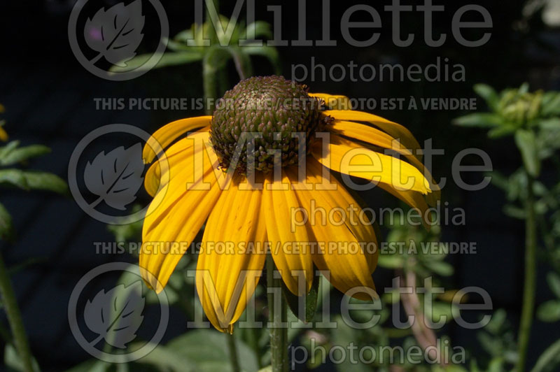 Rudbeckia Viette's Little Suzy  (Black-eyed Susan) 2 