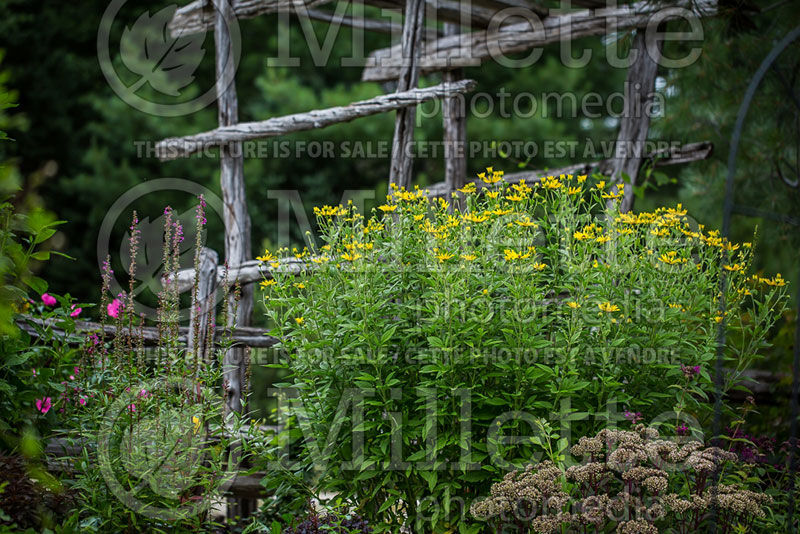 Rudbeckia subtomentosa (Black-eyed Susan) 1 