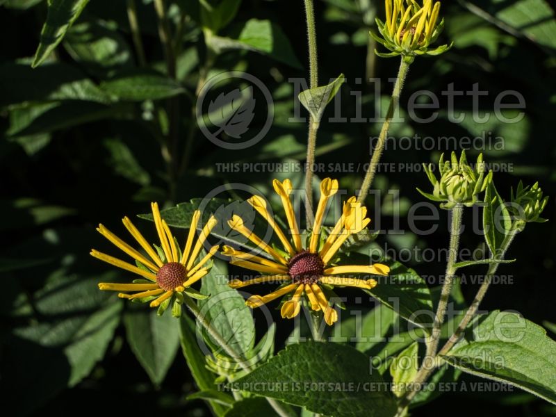 Rudbeckia Henry Eilers (Black-eyed Susan) 4 