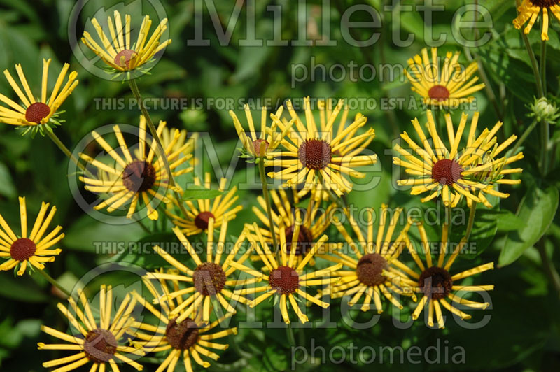 Rudbeckia Henry Eilers (Black-eyed Susan) 3 