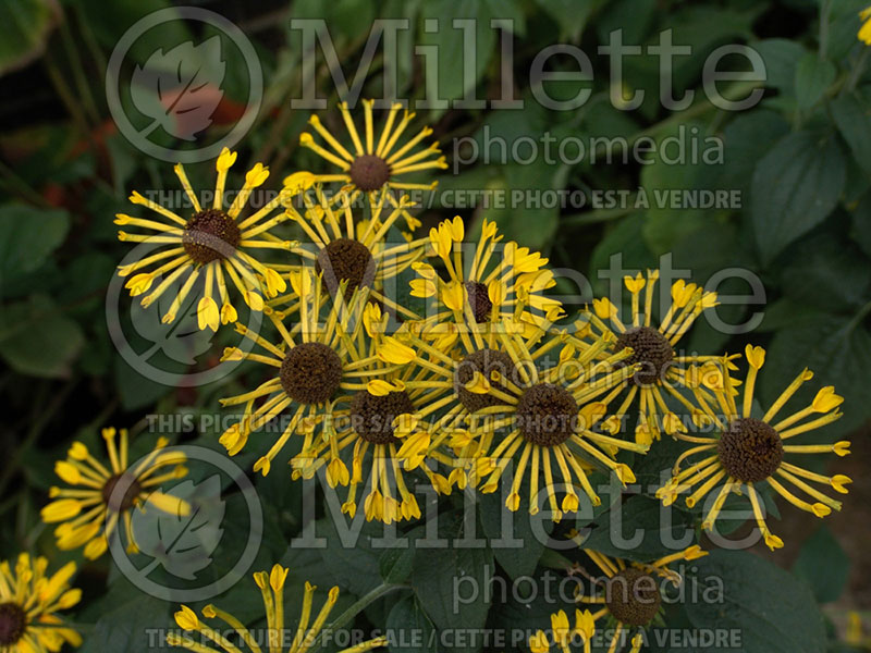 Rudbeckia Henry Eilers (Black-eyed Susan) 2 