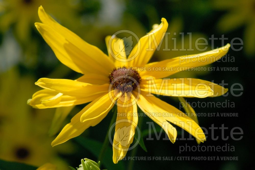 Rudbeckia subtomentosa (Black-eyed Susan)  2