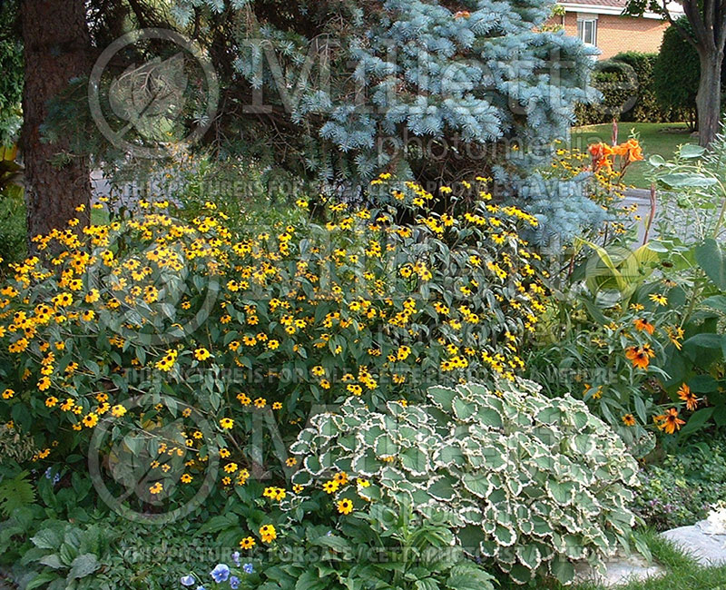 Rudbeckia triloba (Black-eyed Susan)  1