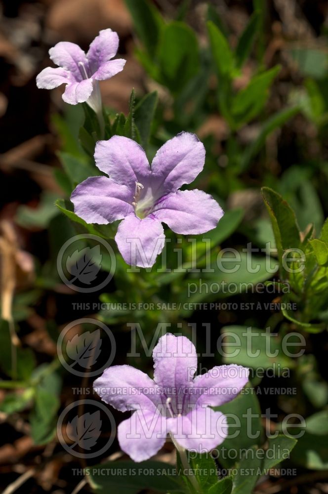 Ruellia humilis (wild petunia) 3