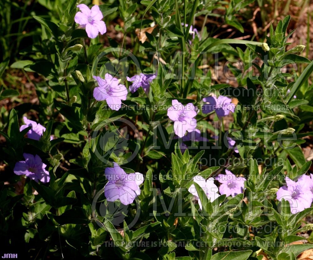 Ruellia humilis (wild petunia) 1 