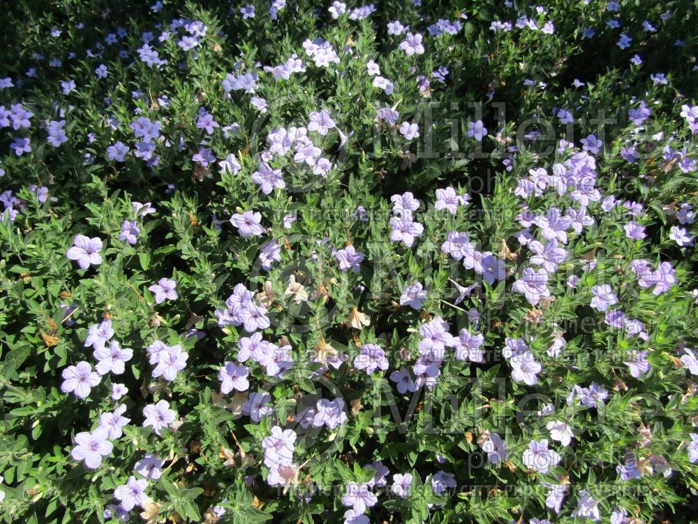 Ruellia humilis (wild petunia) 2 