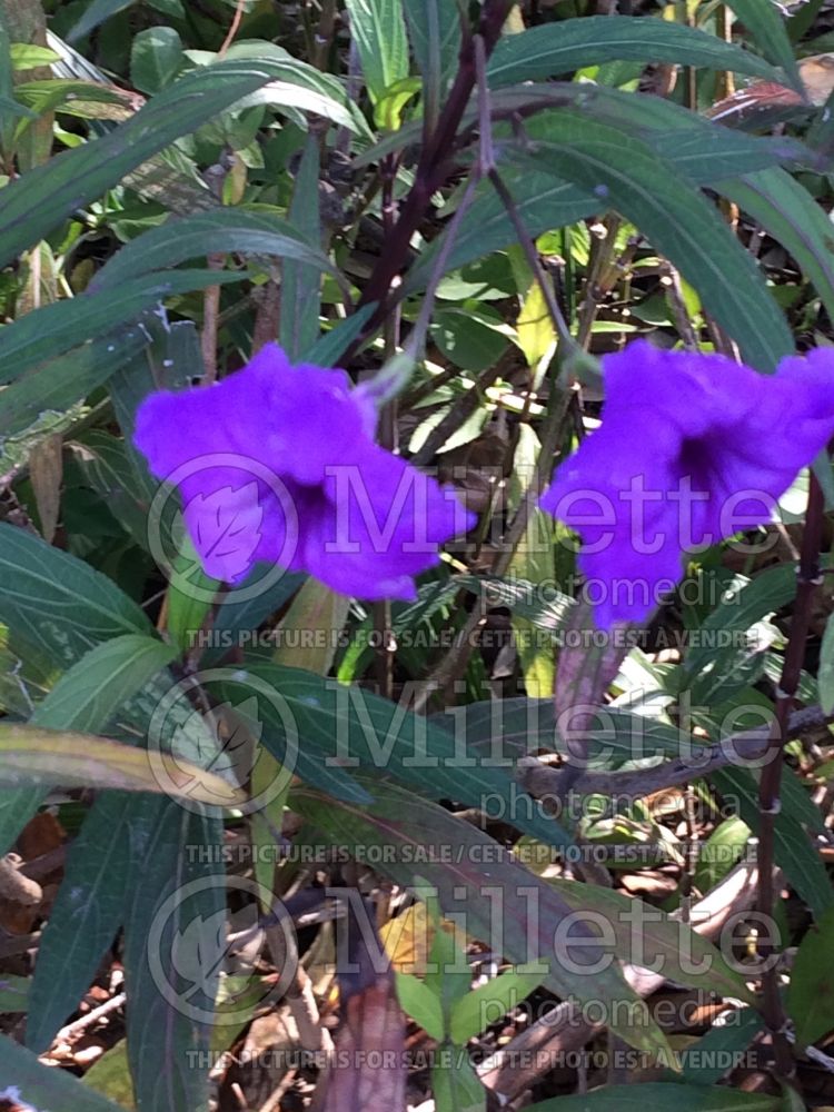 Ruellia Purple Showers (Mexican petunia) 2 