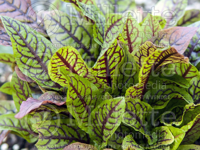 Rumex Raspberry Dressing (French Sorrel) 1 