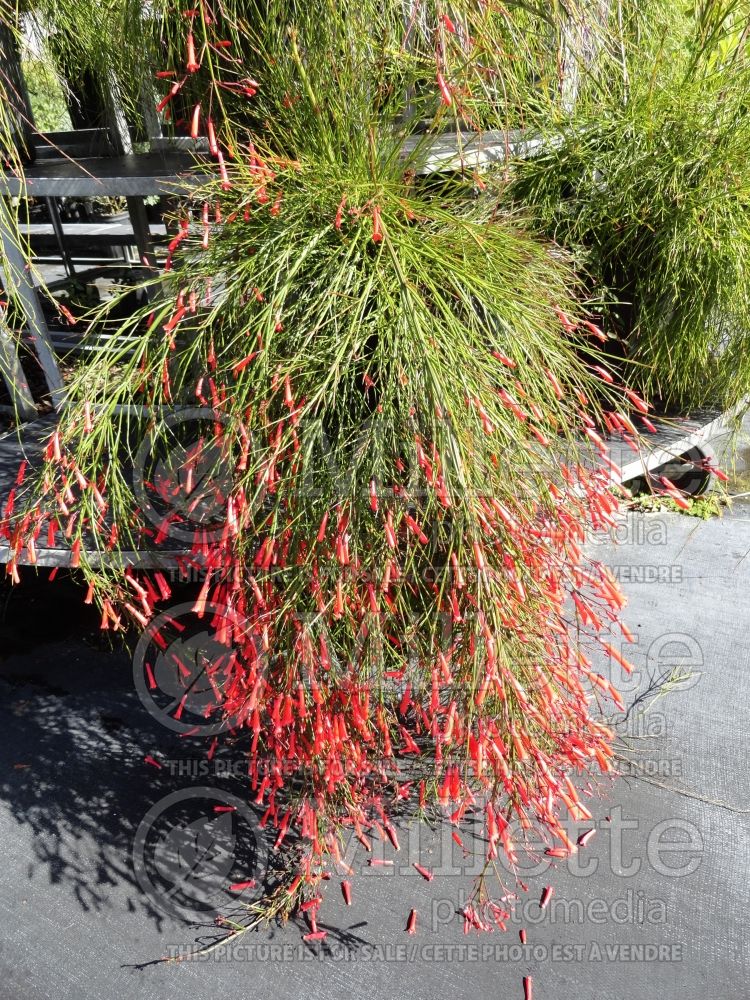 Russelia equisetiformis (Firecracker plant)  4