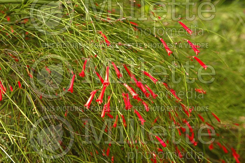 Russelia equisetiformis (Firecracker plant)  5