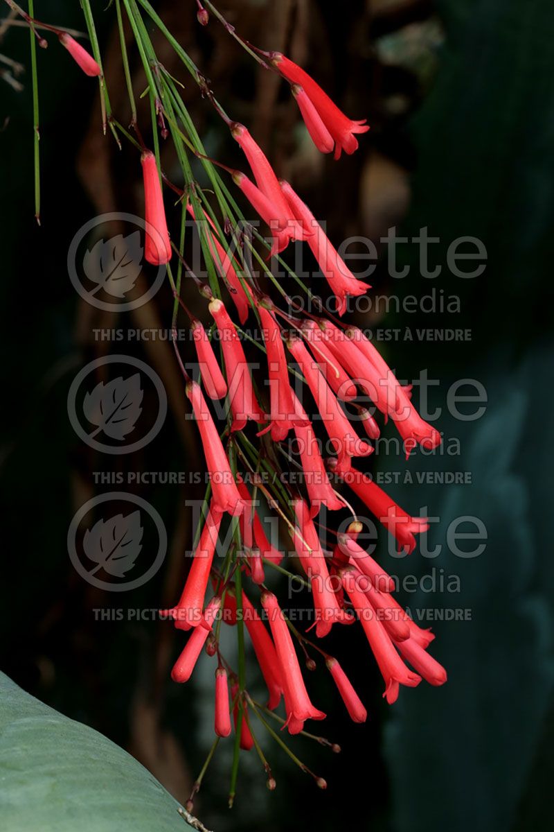 Russelia equisetiformis (Firecracker plant)  2