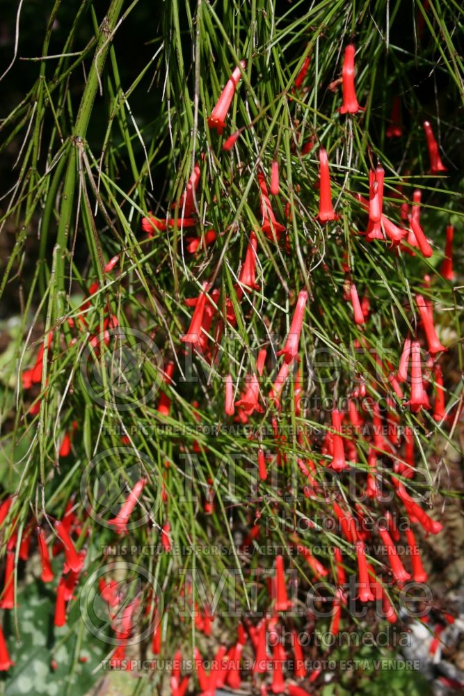 Russelia equisetiformis (Firecracker plant)  3