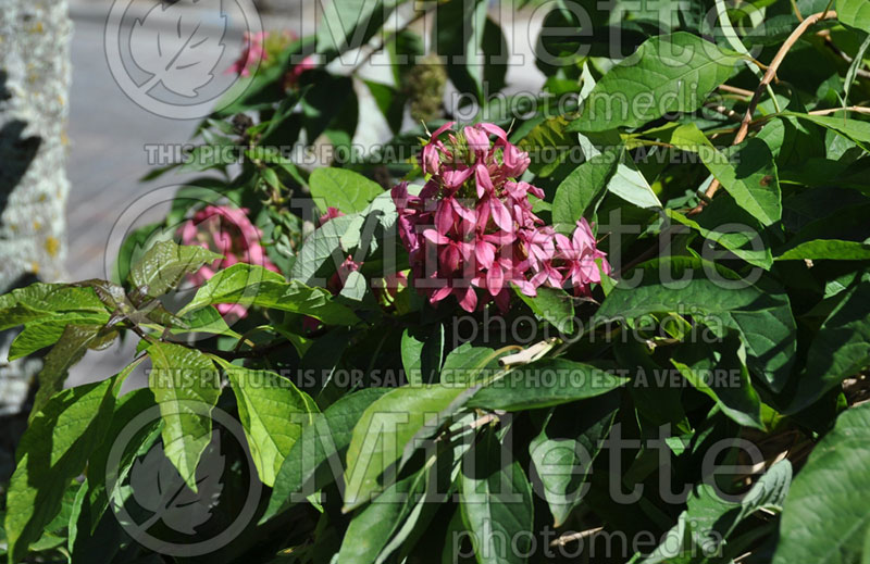 Ruttyruspolia Lucy Pink (ruttyruspolia) 1 