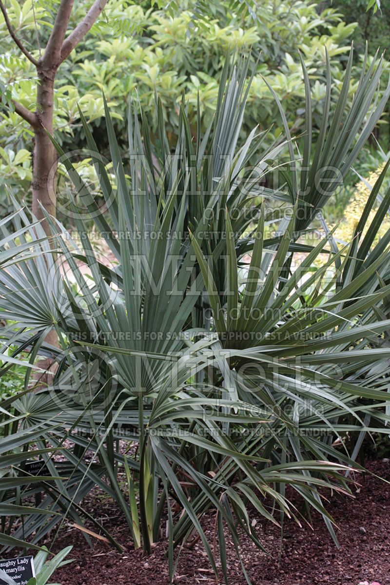 Sabal minor (Dwarf palmetto)  3