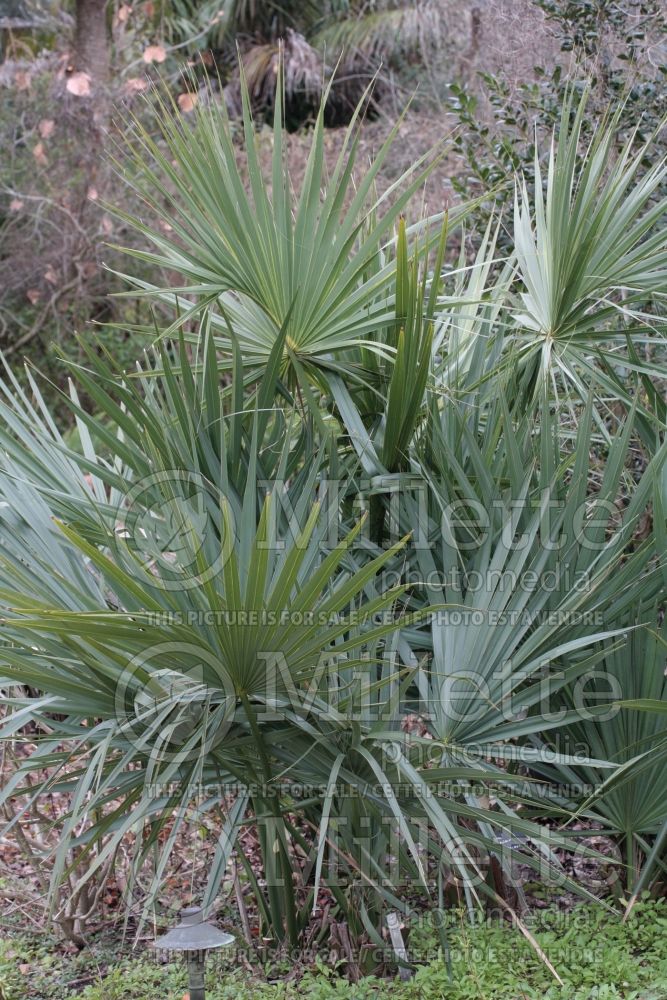 Sabal minor (Dwarf palmetto)  2