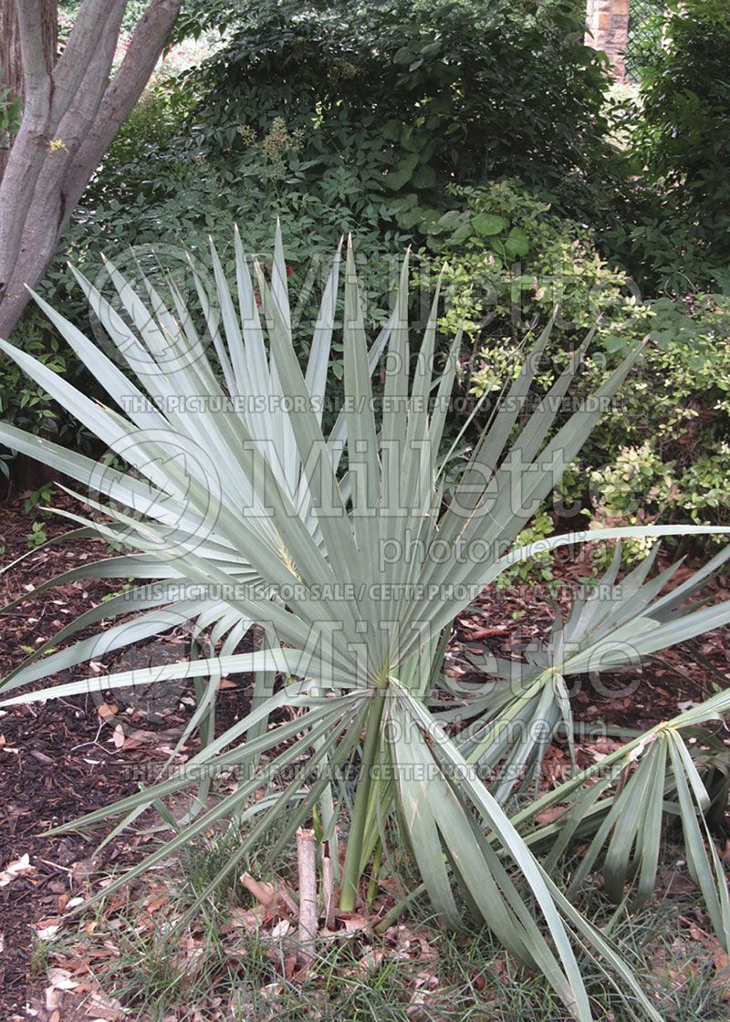 Sabal Minor (Dwarf palmetto)  4