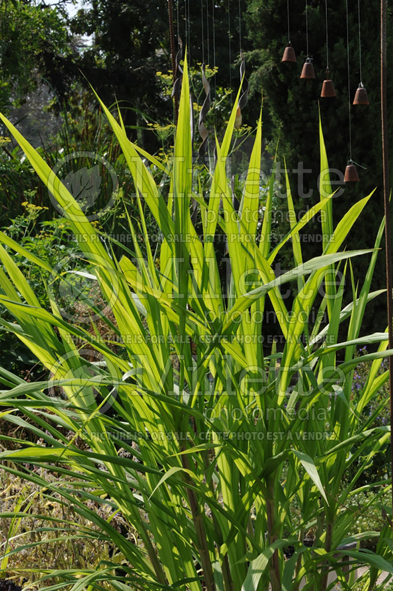 Saccharum officinarum (Sugar cane) 1 