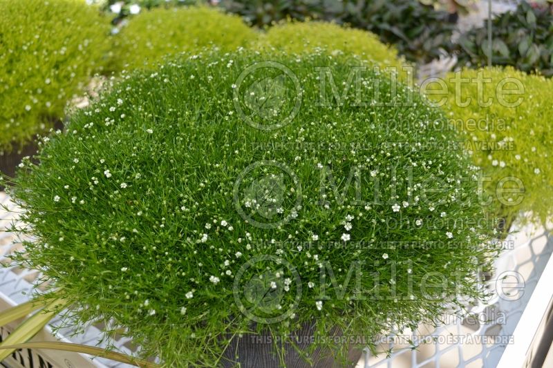 Sagina Green Moss (Pearlwort) 1 