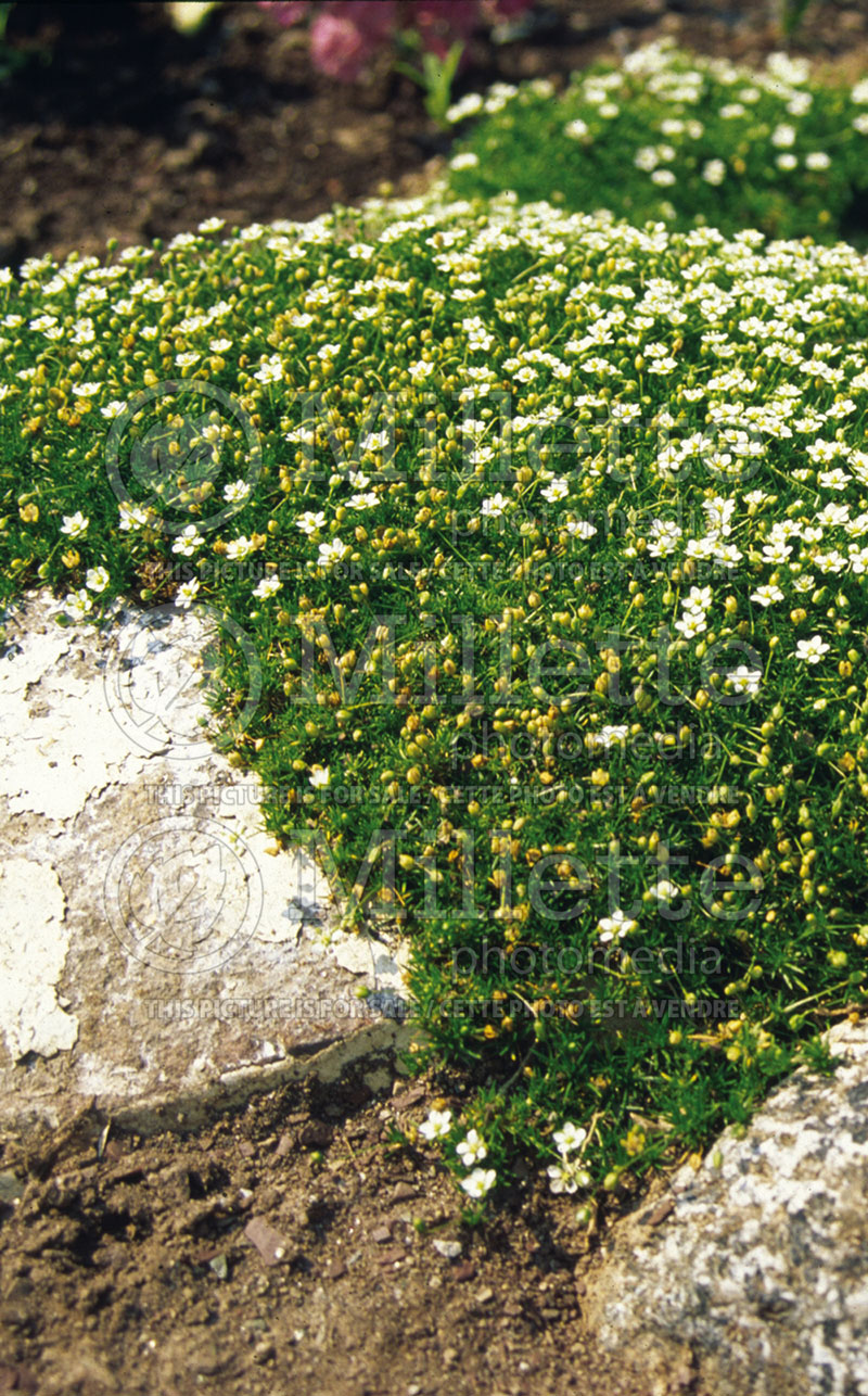 Sagina subulata (Irish Moss Pearlwort) 1