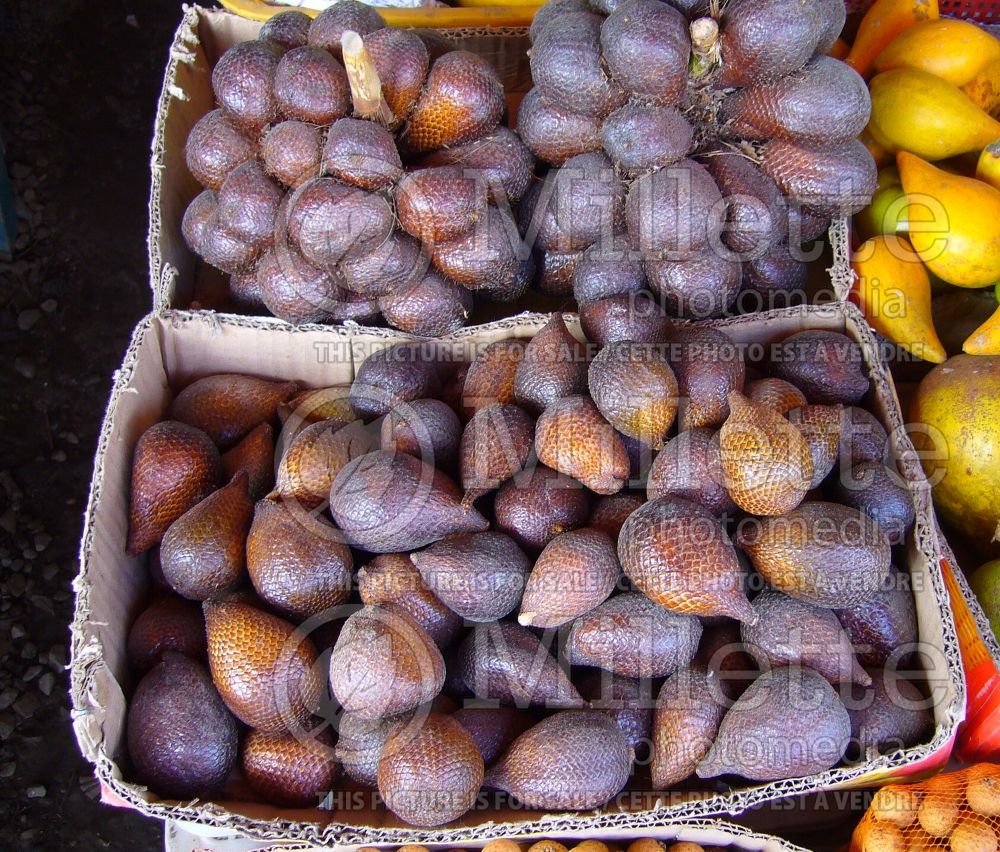 Salacca zalacca (Salak fruit) 2