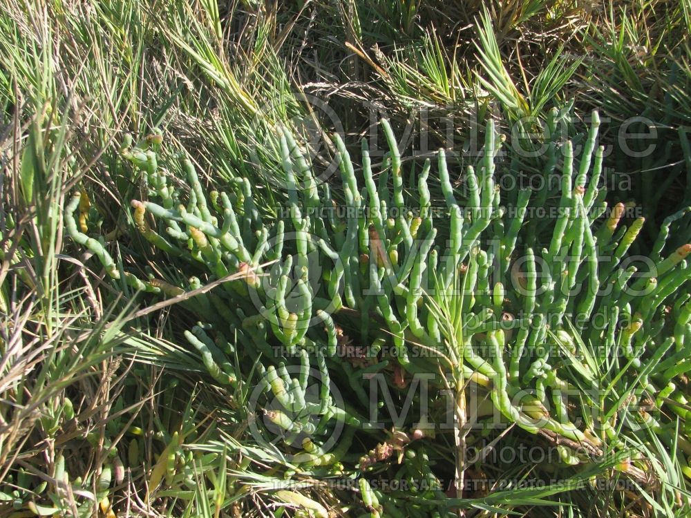 Salicornia sp (Glasswort Pickleweed) 3