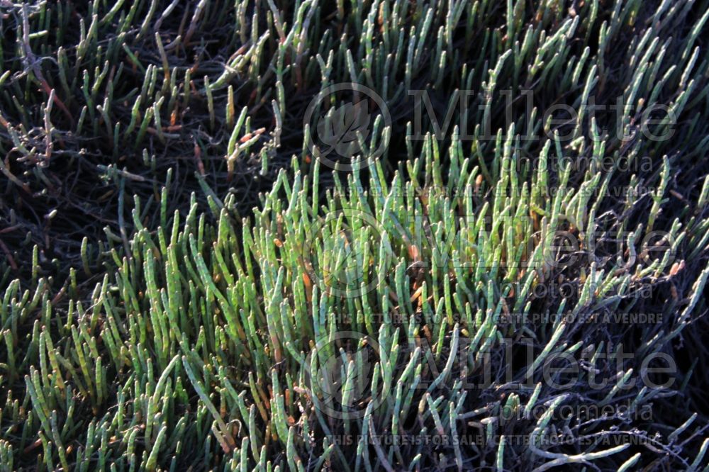 Salicornia sp (Glasswort Pickleweed) 2