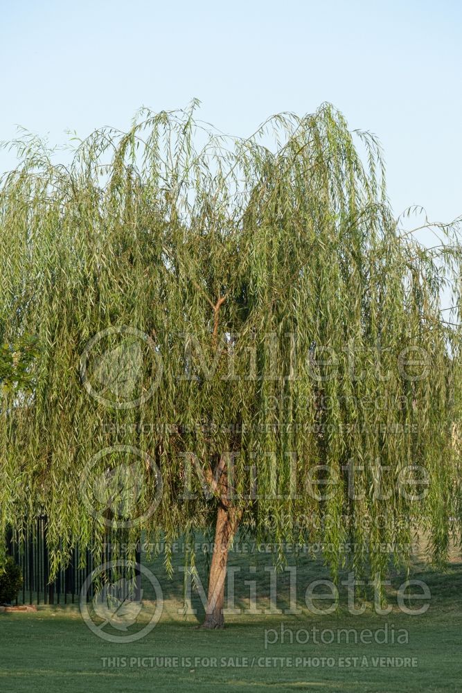 Salix babylonica (Weeping willow) 10