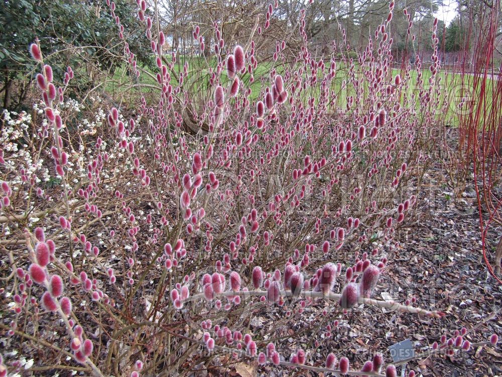 Salix Mount Aso (Japanese Pink Pussy Willow) 1 