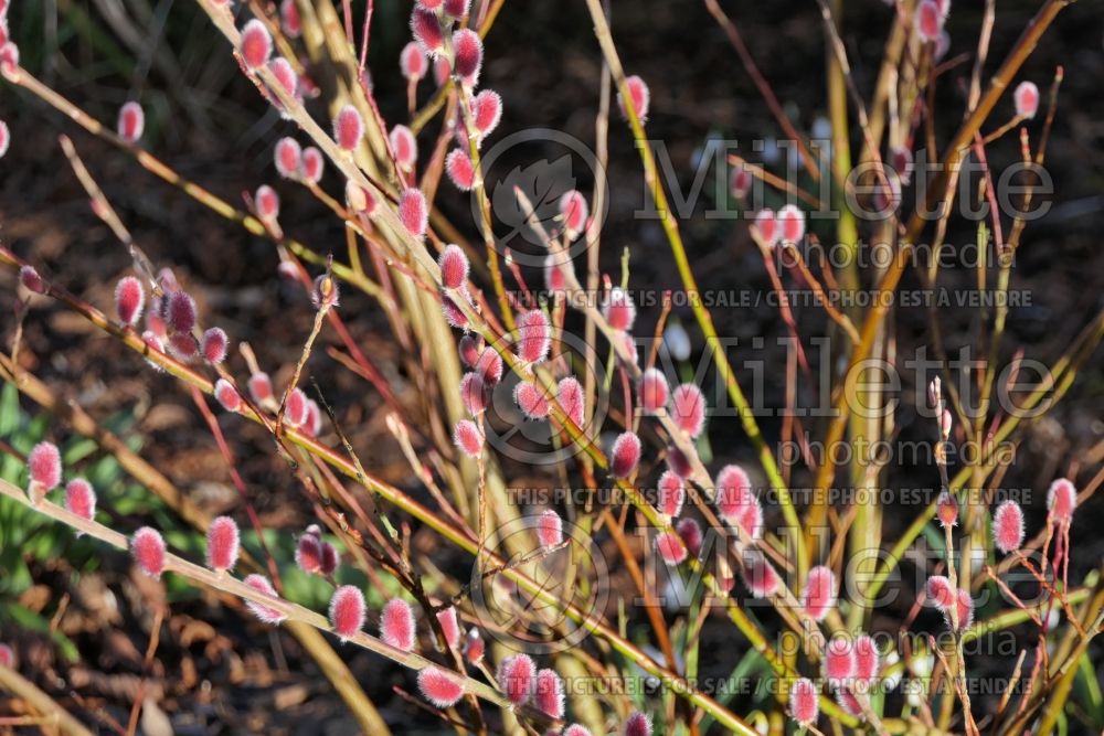 Salix Mount Aso (Japanese Pink Pussy Willow) 3