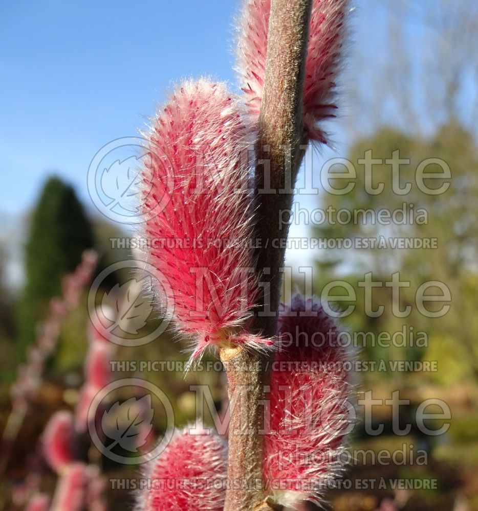 Salix Mount Aso (Japanese Pink Pussy Willow) 4