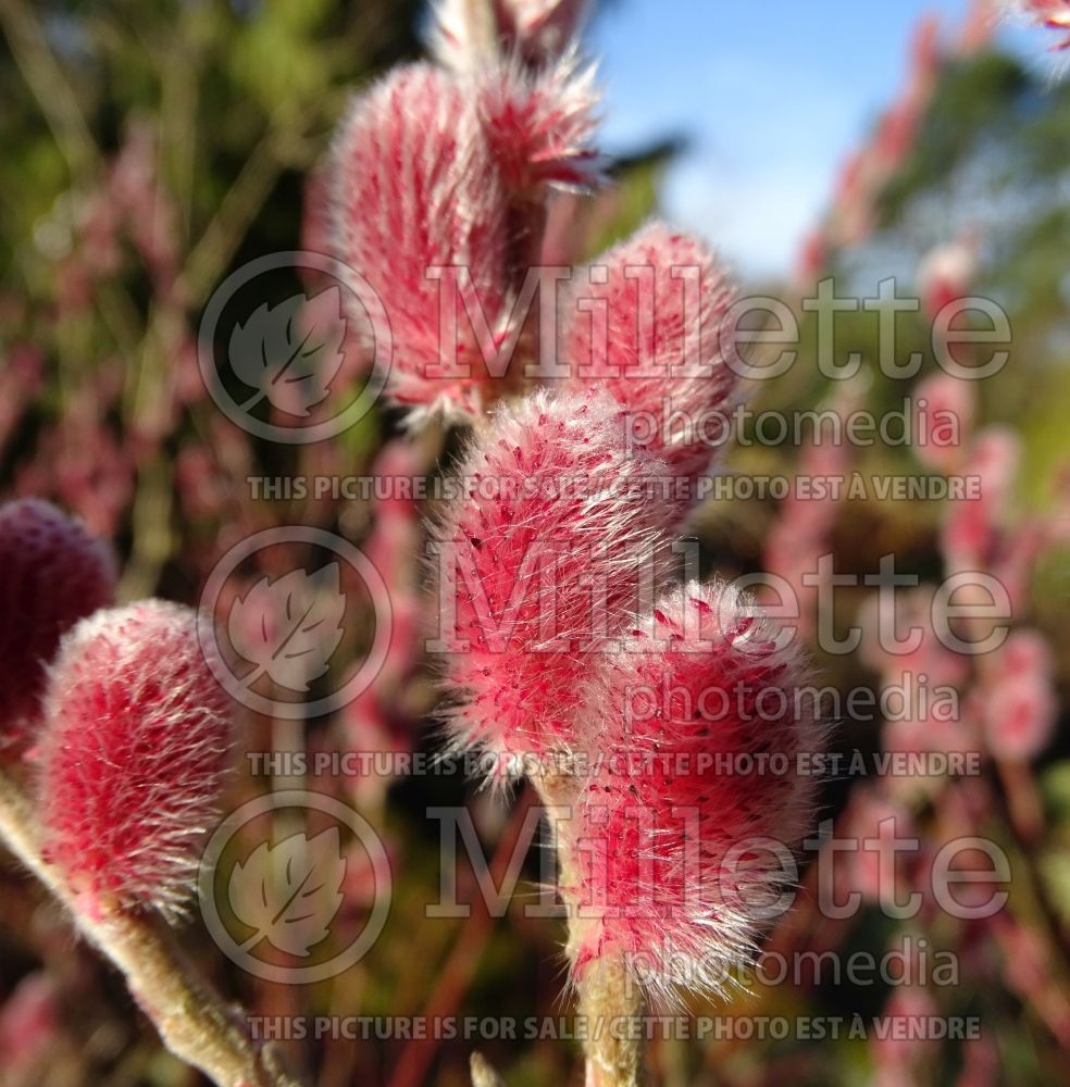 Salix Mount Aso (Japanese Pink Pussy Willow) 5