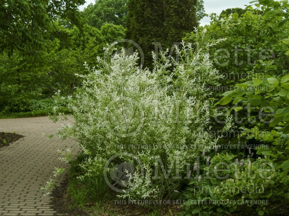 Salix Rubykins (Korean willow) 2 