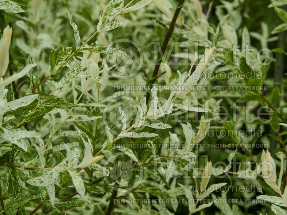 Salix Rubykins (Korean willow) 3 