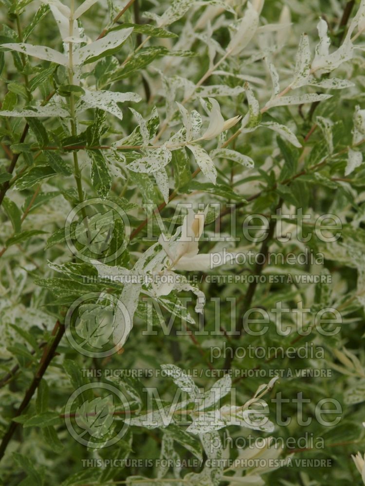 Salix Rubykins (Korean willow) 4 